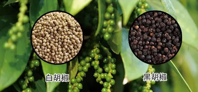 藏在厨房里的11味中药，你知道几种？