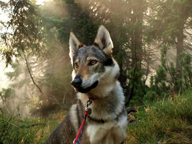 捷克狼犬