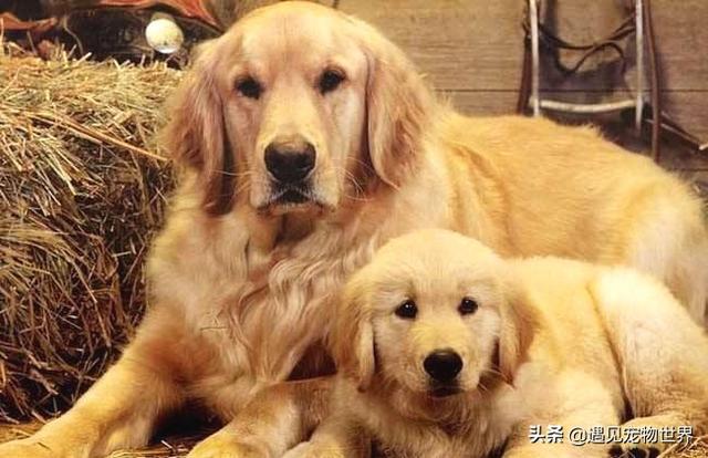 怎样训练金毛寻回犬 怎样训练金毛寻回犬（拉布拉多犬图片大全） 动物