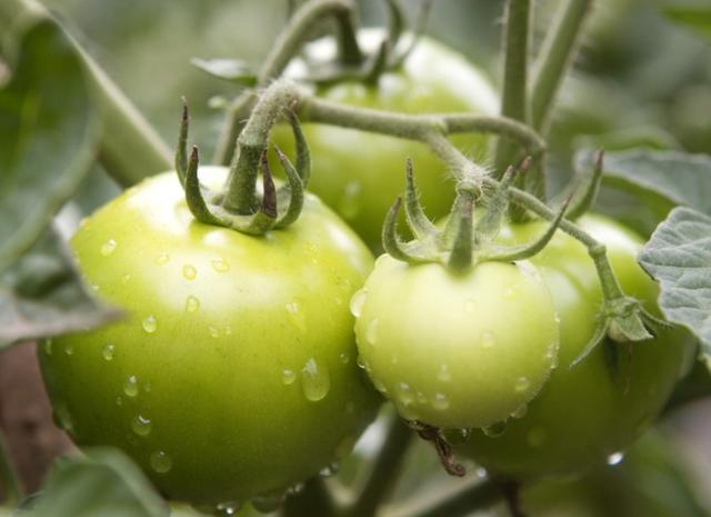 提醒家人：常见的7种蔬菜尽量少吃，或会威胁健康