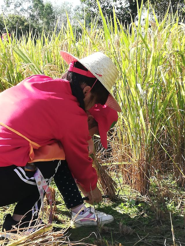幼儿园的割水稻能手