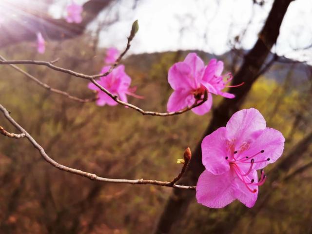 虐行浪漫的杜鹃花海攀爬涞水第一峰金华山 全网搜