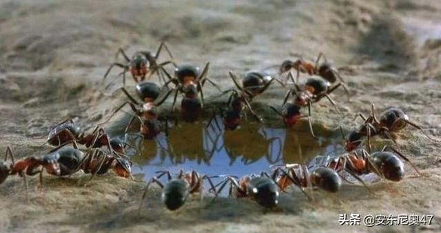 當人類消失後 地球的新主人真的是螞蟻嗎 科學家這樣解釋 Kks資訊網