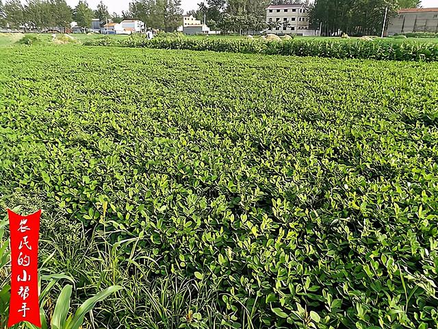 花生香附子怎么防治？4种方法，正确选择别盲目