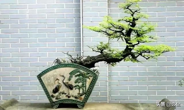 盆景制作