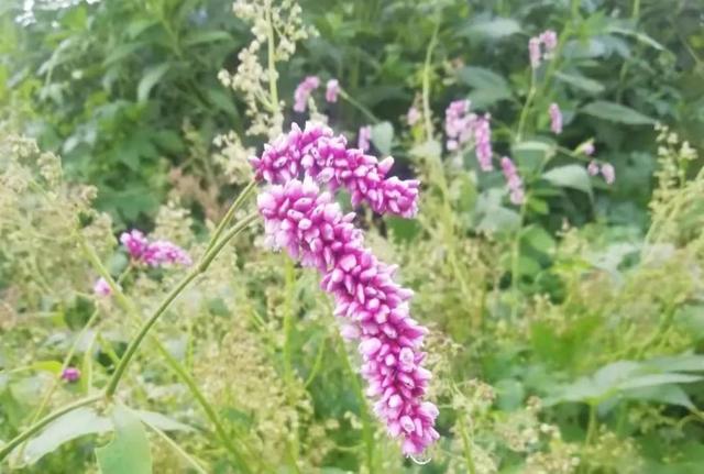 蓼蓼花开粉盈盈 太阳信息网