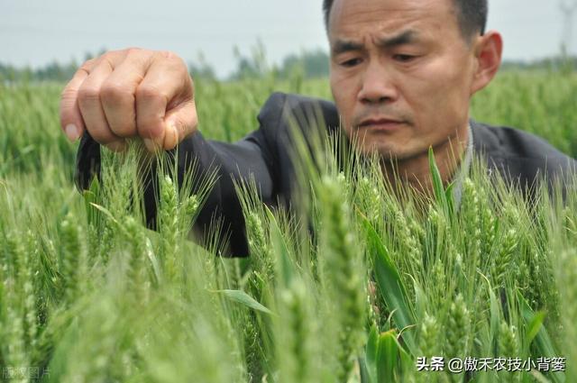 小麦“一喷三防”，既要早打、早防，更要找准时机、选对药物配方13