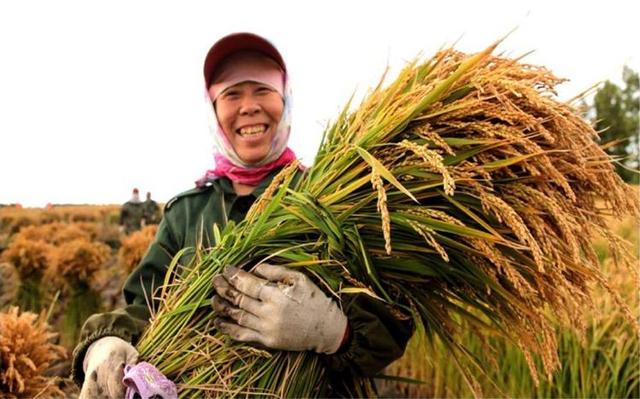 “农民科学家”杨良金，一心钻研水稻栽培，一亩地年产值达2万元