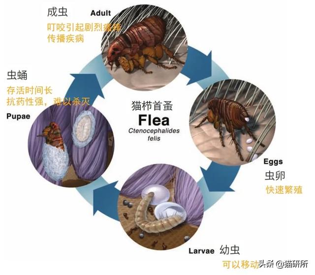 如何杀死跳蚤图片