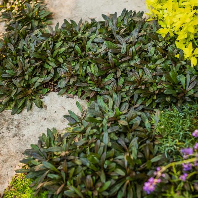 地被植物