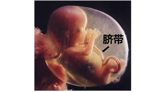 心脏是怎么长大的：第1篇——你怀了个“脏”宝宝