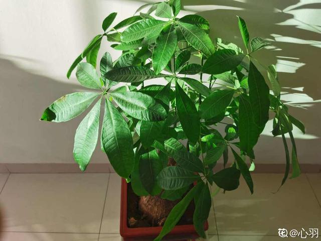 植物图片