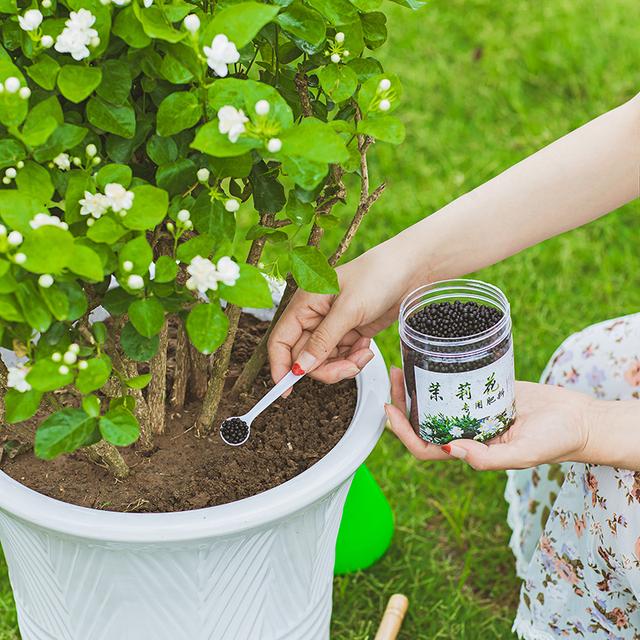 茉莉花怎么养 茉莉花怎么养（茉莉花怎么养护和注意事项） 生活