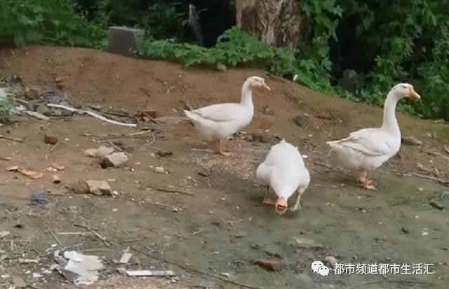 见一次咬一次！女主人拿走鹅蛋被公鹅记仇大半年，网友：农村一霸不是浪得虚名