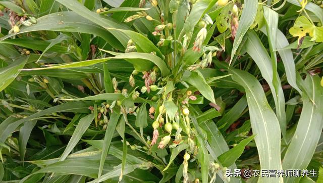 它就是晒干打出来的薏米，用它煮粥健脾祛湿，我也是刚知道的