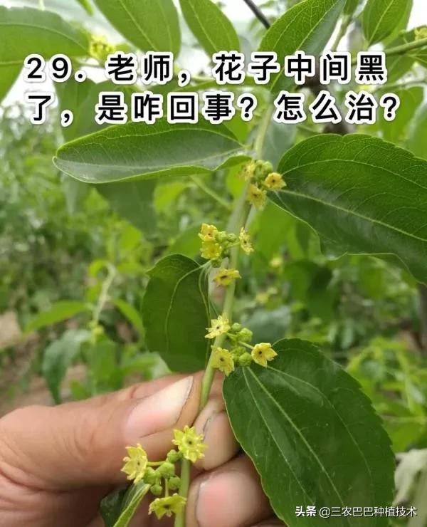 冬枣花期打了赤霉素3天后，树上能喷水吗，对花有影响吗？2