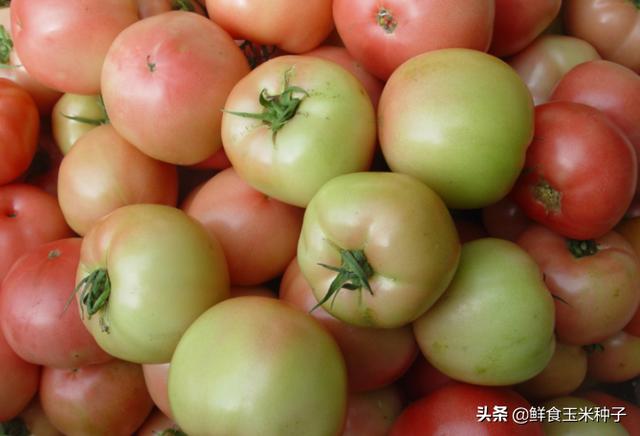 茄瓜果类蔬菜夏季高温期常见生理性障碍及防治措施32