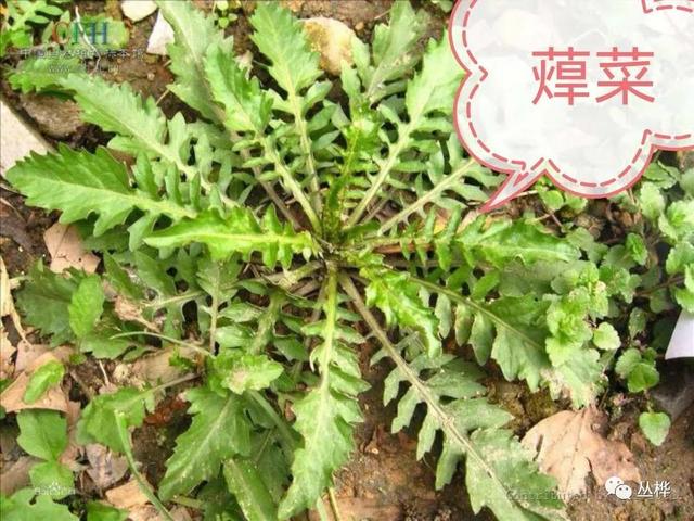 假荠荠菜图片假荠荠菜图片有毒吗