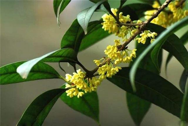 桂花栽培技术