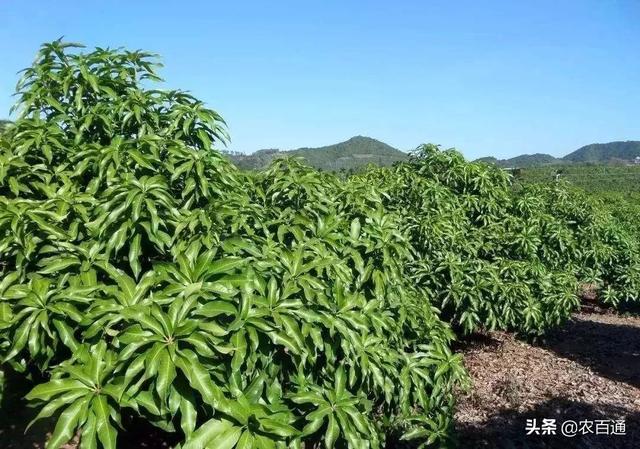 海南芒果控梢的季节，“乙烯利”你用对了吗？2