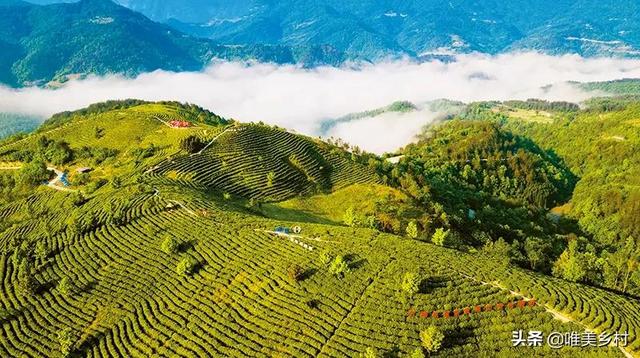 中国哪个地方产的绿茶好「中国产绿茶的地方」