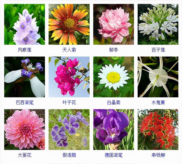 观花植物 观花植物（木本观花植物） 生活