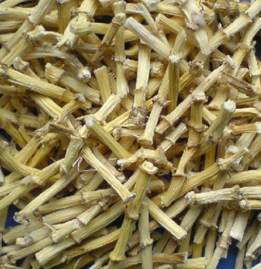 中药古今研究：白茅根