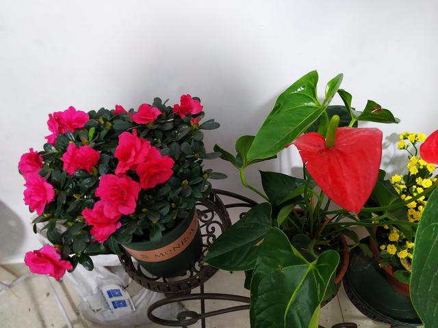 杜鹃花的养法 杜鹃花的养法（杜鹃花怎么养家庭养法） 生活