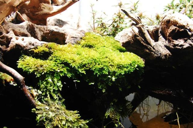 草缸一棵树造景(草缸造景用什么木头好)_手工miao