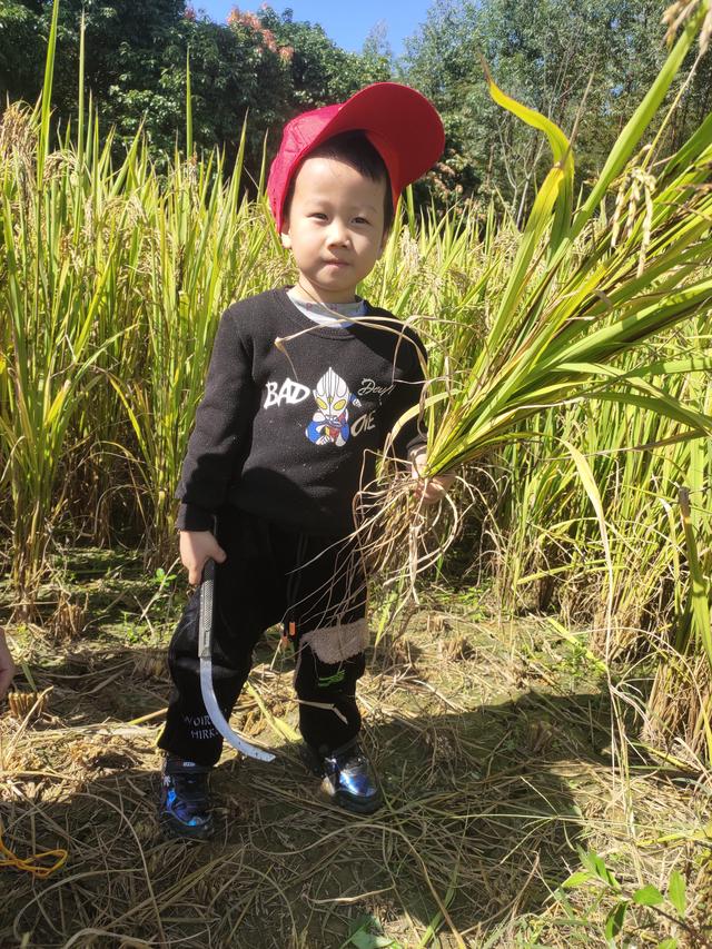 幼儿园的割水稻能手
