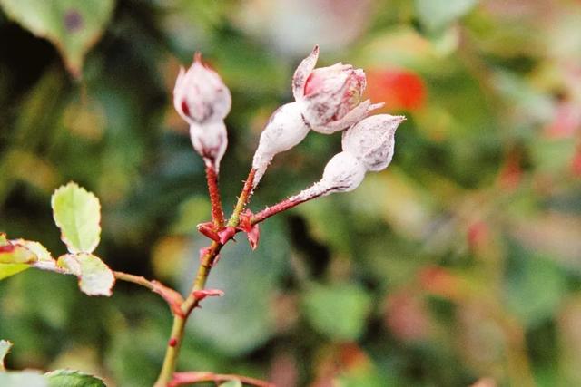 家里养的植物容易感染白粉病，做好这几点能预防，治疗也有好方法2