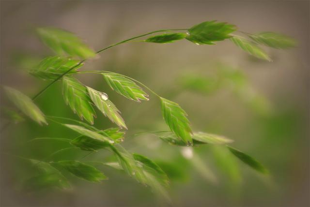 草本植物