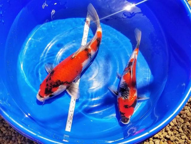 花生油过滤机的渣子能喂鱼吗