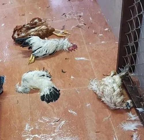 哈士奇饲养方法及技巧（新手养二哈要注意事项）