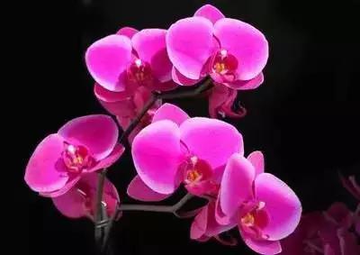 50种浪漫鲜花花语大全 50种浪漫鲜花花语大全（50种浪漫鲜花花语大全图片） 生活