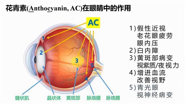 保护眼睛要补充哪些营养？花青素了解一下