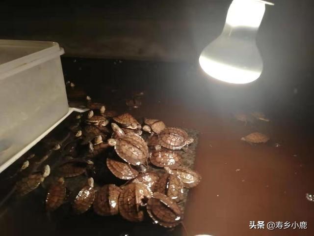 乌龟怎么吃