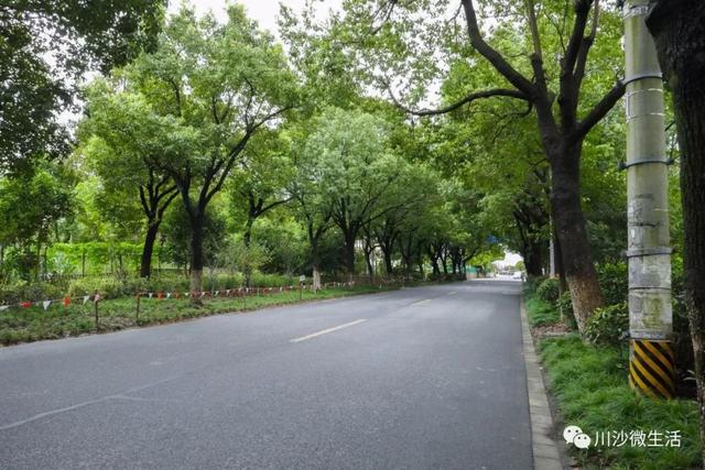 川沙川展路上的工程