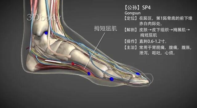 公孙穴—调理脾胃功能
