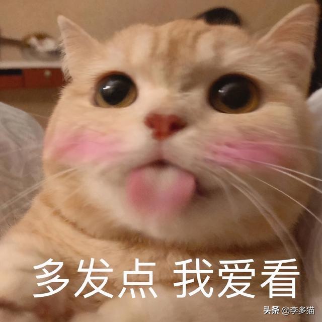 犬心保