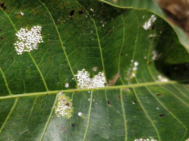 杀扑磷禁用、毒死蜱抗性大，蚧壳虫有蜡质层难打？可试试螺虫乙酯4