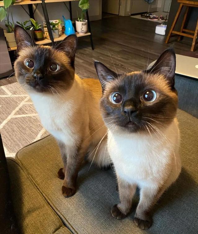 看了这一届网友家的 猫照 可爱又治愈 承包了今天的好心情 全网搜