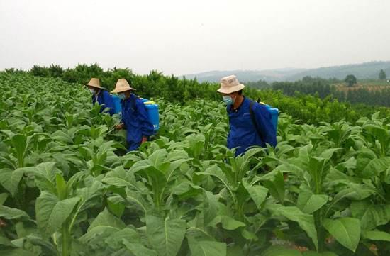 烟草野火病影响烟叶品质，如何防治才能减轻危害？5