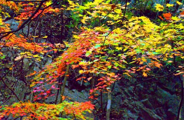 雲端賞金秋21中國秦嶺金絲峽紅葉節開幕 Kks資訊網