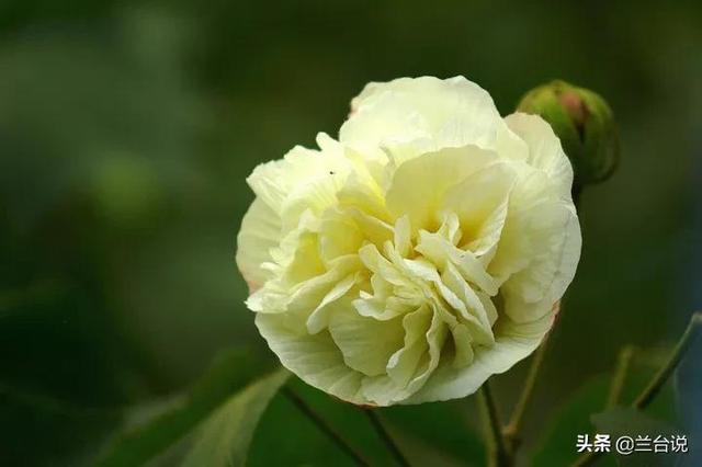 芙蓉国 芙蓉国（芙蓉国里尽朝晖） 生活