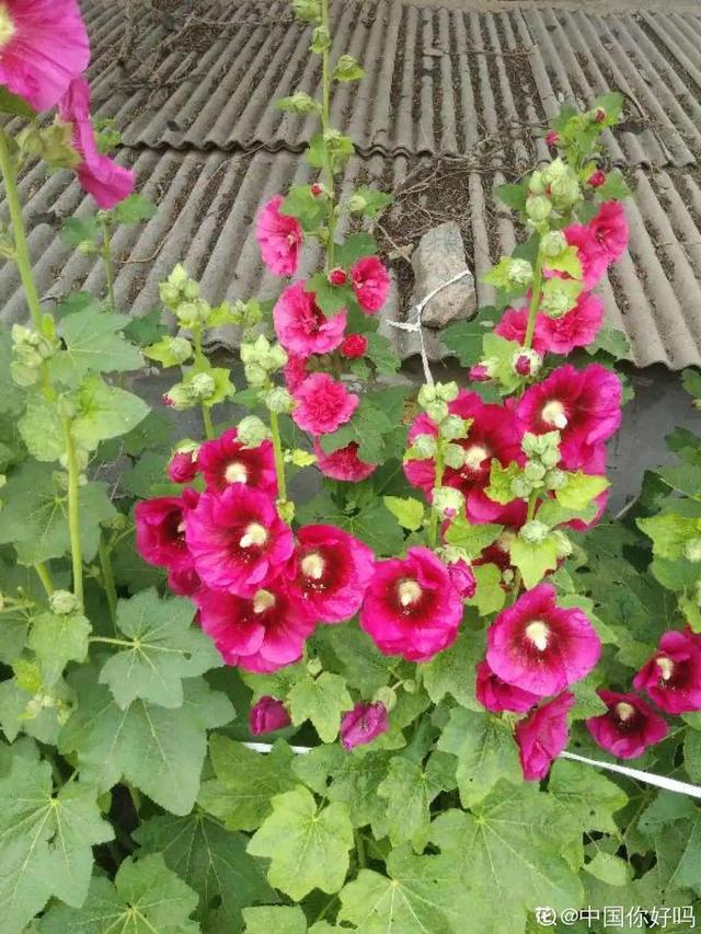 夏天的花 夏天的花（夏天的花卉） 生活
