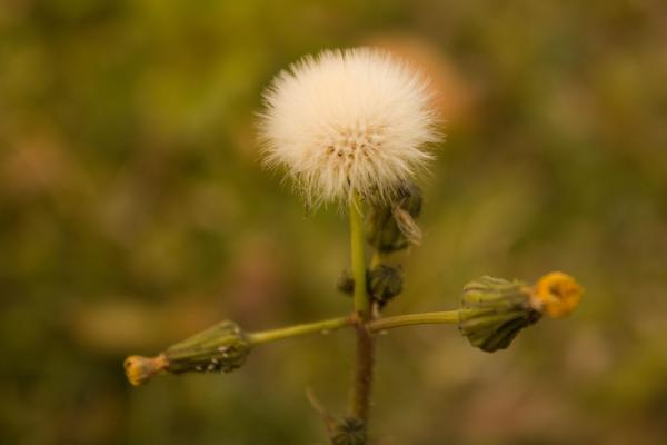 蒲公英根提取物可在48小时内杀死98%的癌细胞？真相到底如何？