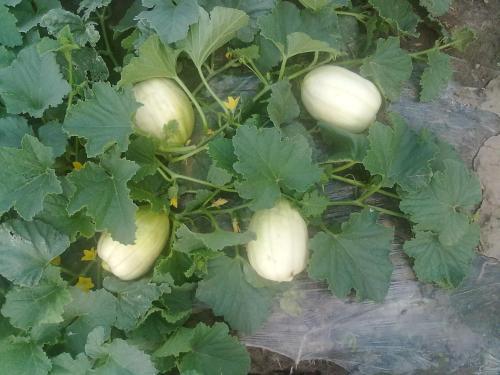 被称为“鬼画符”的虫害，经常为害瓜菜种植，农民如何科学防治？5