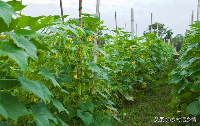 种植蔬菜，学会用米醋喷施好处多多，老农亲自分享经验2