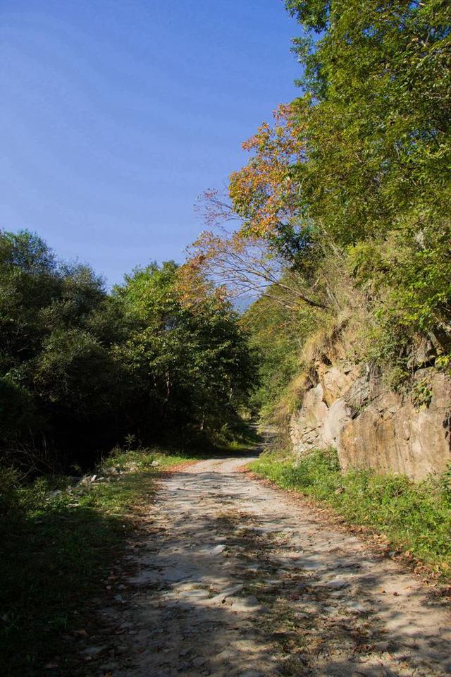 寻访秦岭苦竹沟，灌满浆汁的烂红野果和山货挂满枝头，都无人采摘6